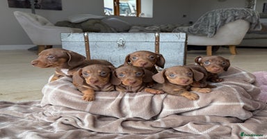 Miniature Dachshund dogs - Advert 4
