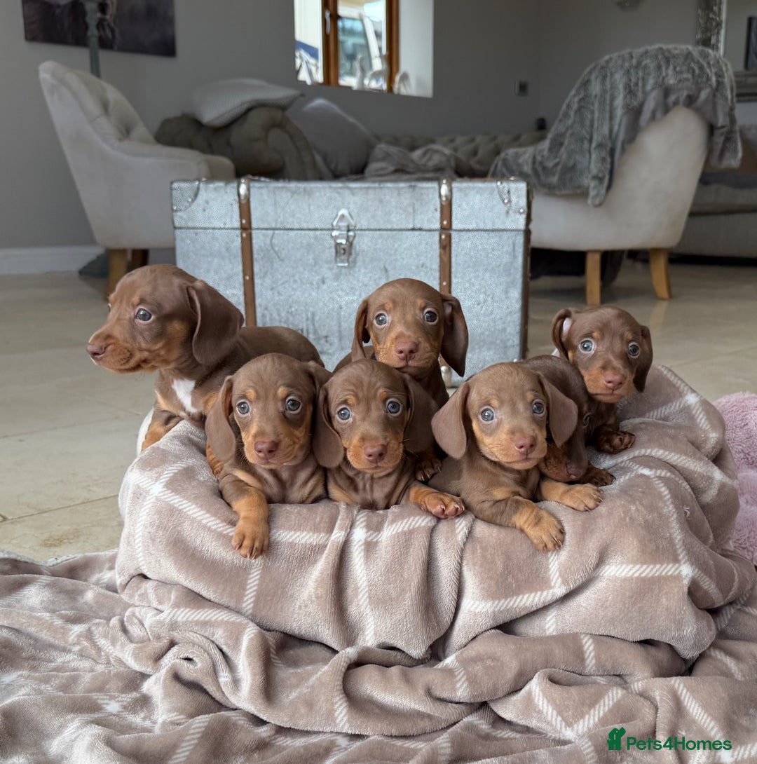 Miniature Dachshund dogs for sale: Absolutely beautiful kc reg miniature dachshunds  - Image 3