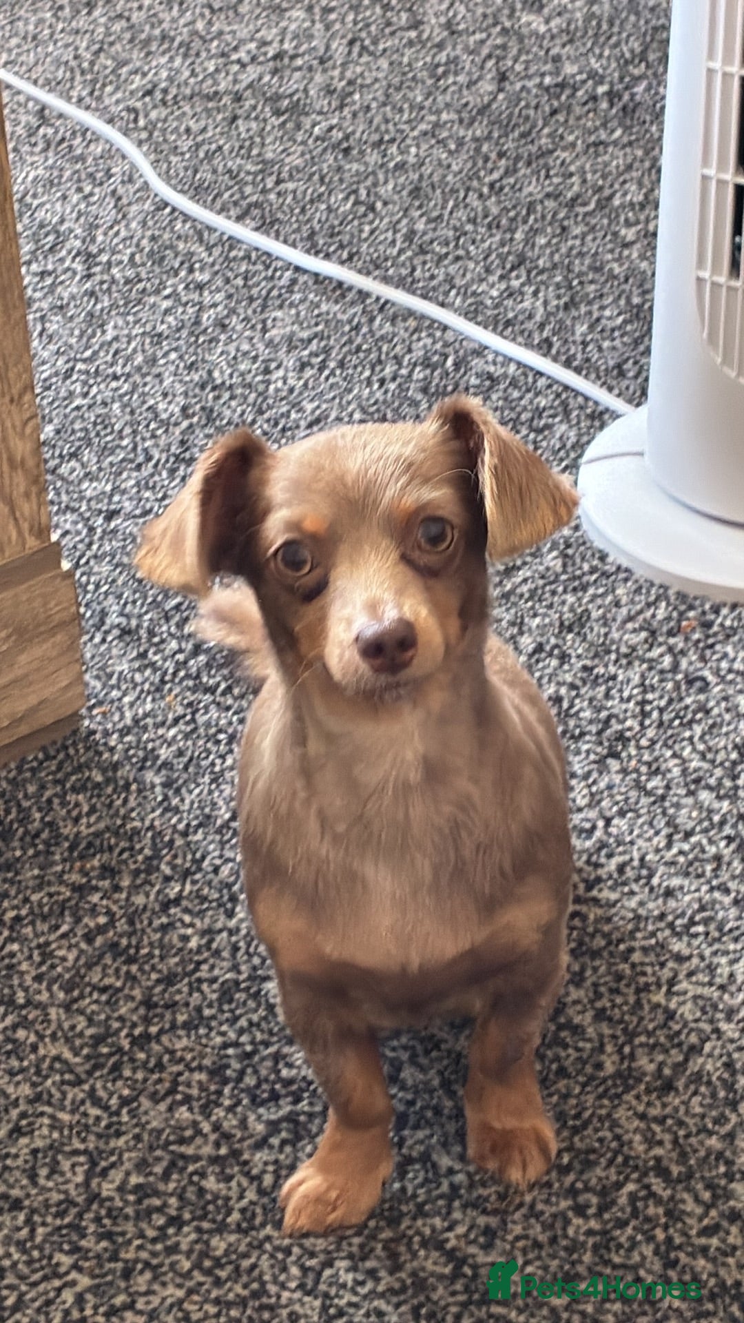 Mixed Breed dogs Daisy i - Advert 14