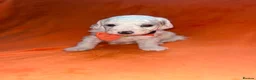 Cockapoo dogs for sale: Stunning cockapoo puppys  - Advert 13