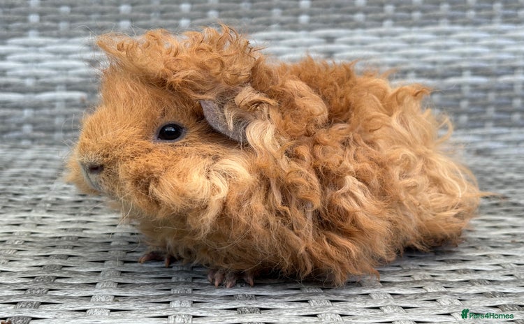 Guinea Pig rodents - Advert 6