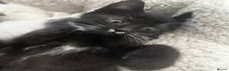 British Shorthair cats for sale: 2 BRITSH MALE SHORT HAIR KITTENS - Advert 7