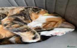 Domestic Shorthair cats for sale: Rehoming our beloved cat - Image 2