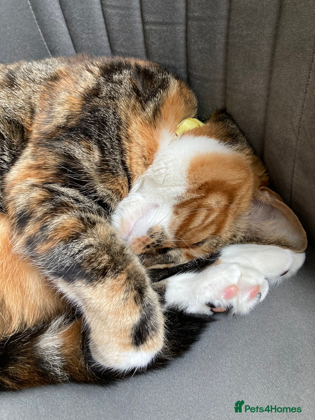 Domestic Shorthair cats for sale: Rehoming our beloved cat - Image 2