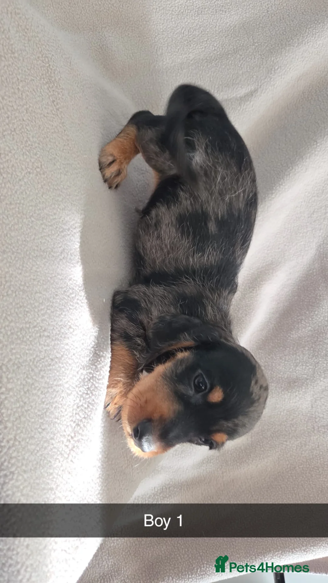 Miniature Dachshund dogs for sale: Miniature Dachshund  - Advert 4