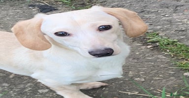 Miniature Dachshund dogs Cream Daschund boy  - Advert 8