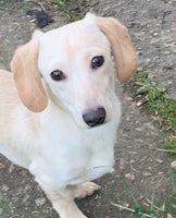 Miniature Dachshund dogs Cream Daschund boy - Advert 8