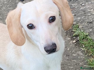 Miniature Dachshund dogs Minature cream Daschund boy - Advert 1