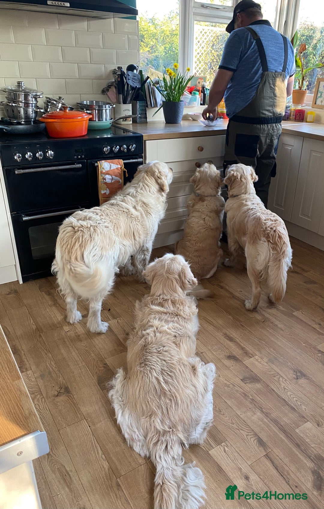 Golden Retriever dogs for sale: Beautiful and fluffy Golden Retriever puppies - Advert 9