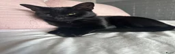 Mixed Breed cats for sale: Male Black Cat in Chester - Advert 1