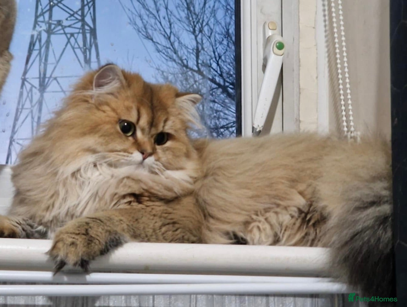 British Longhair cats British longhair girl  - Advert 2