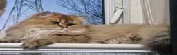 British Longhair cats for sale: British longhair girl  - Advert 1