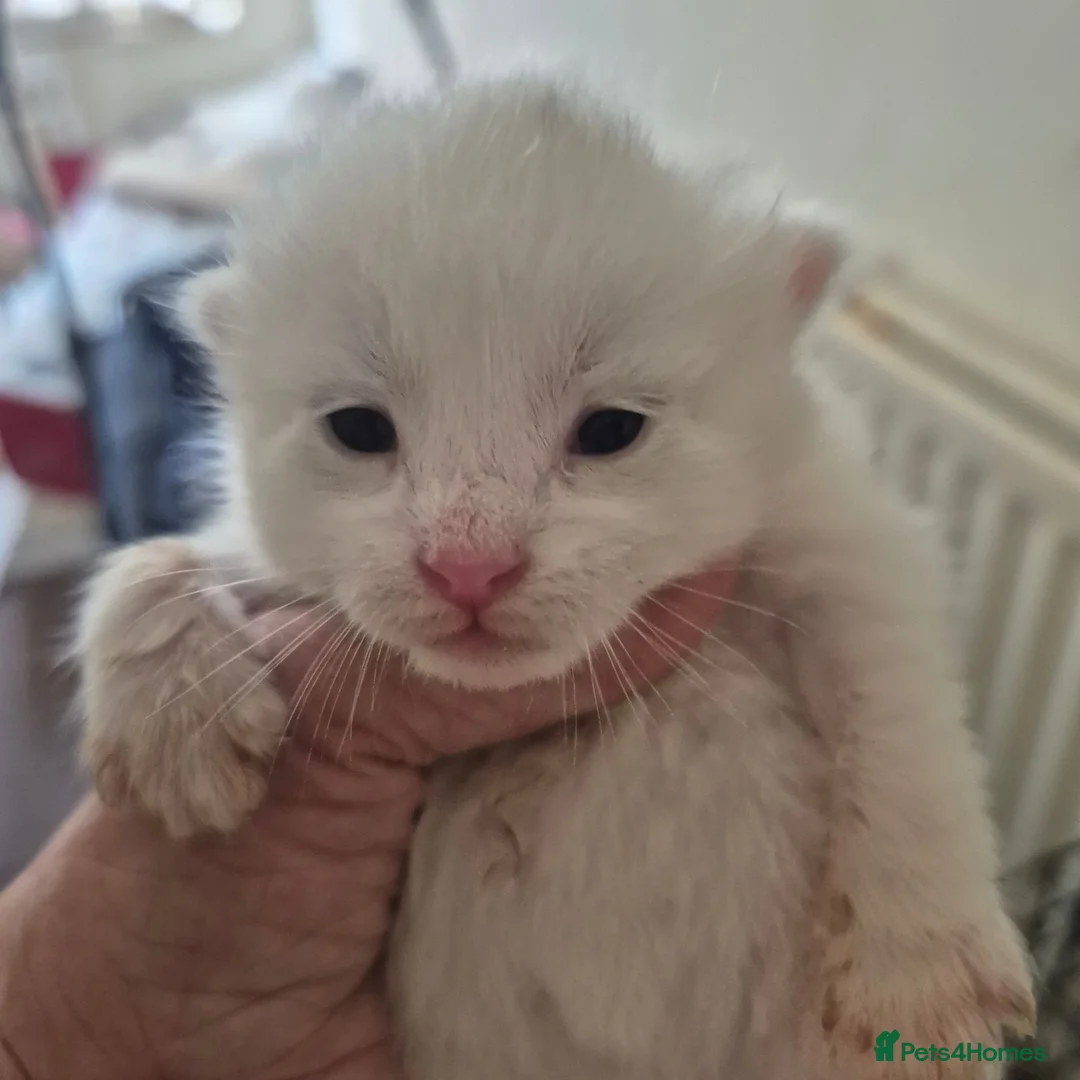Ragdoll cats for sale: I have 2 rag doll.x kittens - Advert 6