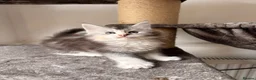 Maine Coon cats for sale: 🐾Beautiful Maine Coon Kittens 🐾 - Advert 12