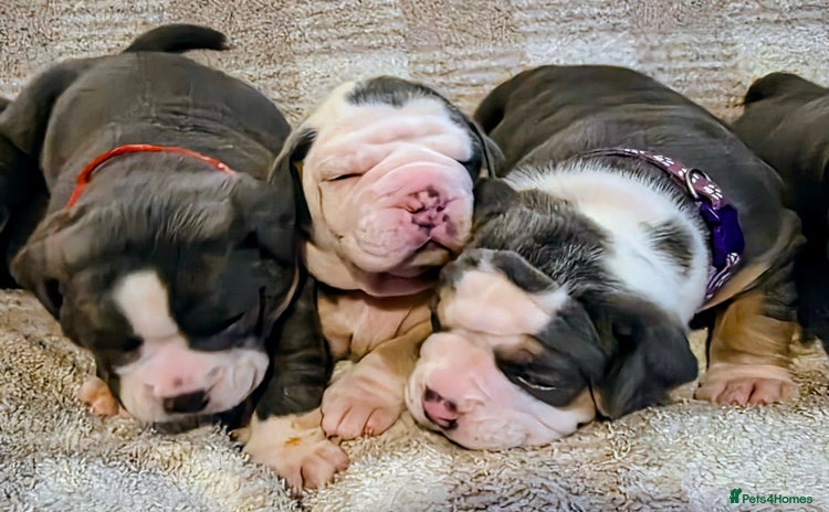 Olde English Bulldogge dogs - Advert 1