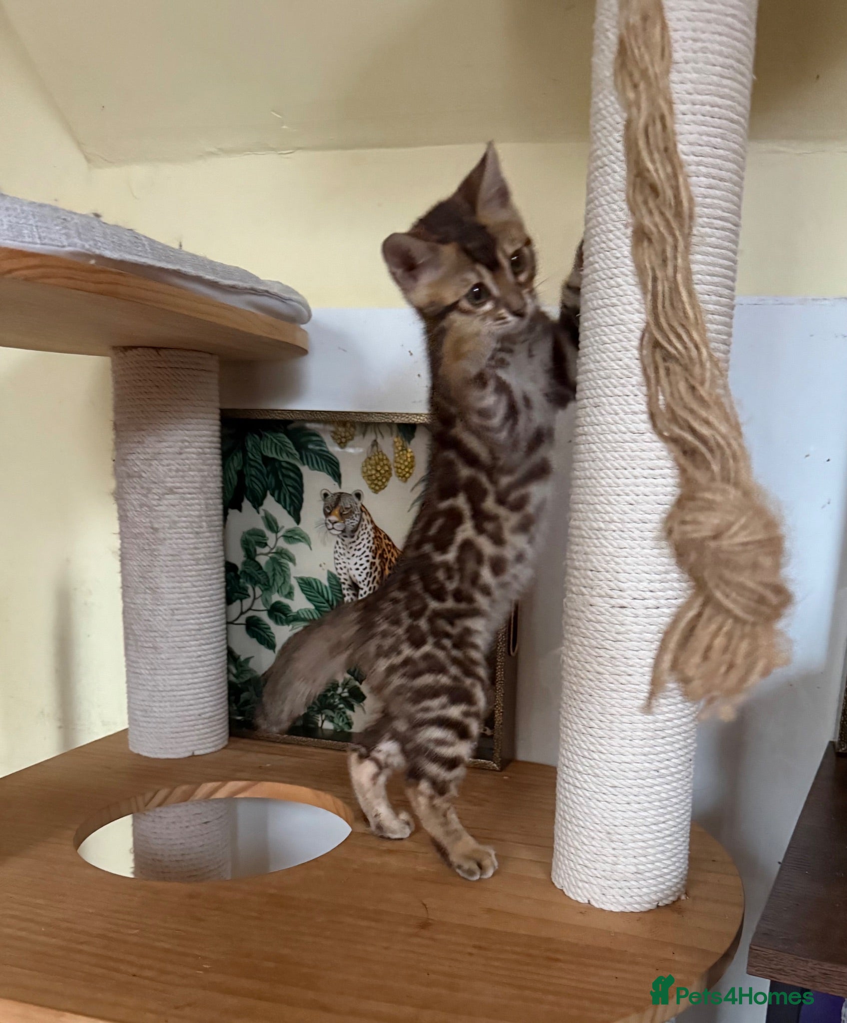 Bengal cats Pedigree TICA 💙 Bengal Kittens 🐆 Health Tested - Advert 3