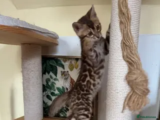 Bengal cats Pedigree TICA 💙 Bengal Kittens 🐆 Health Tested - Advert 3