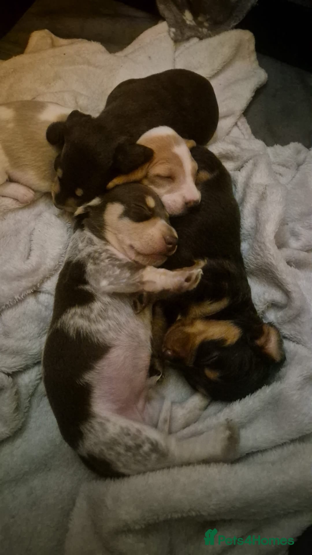 Miniature Dachshund dogs Miniature Dachshund Puppies - Advert 13