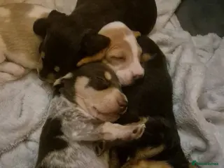 Miniature Dachshund dogs Miniature Dachshund Puppies - Advert 13