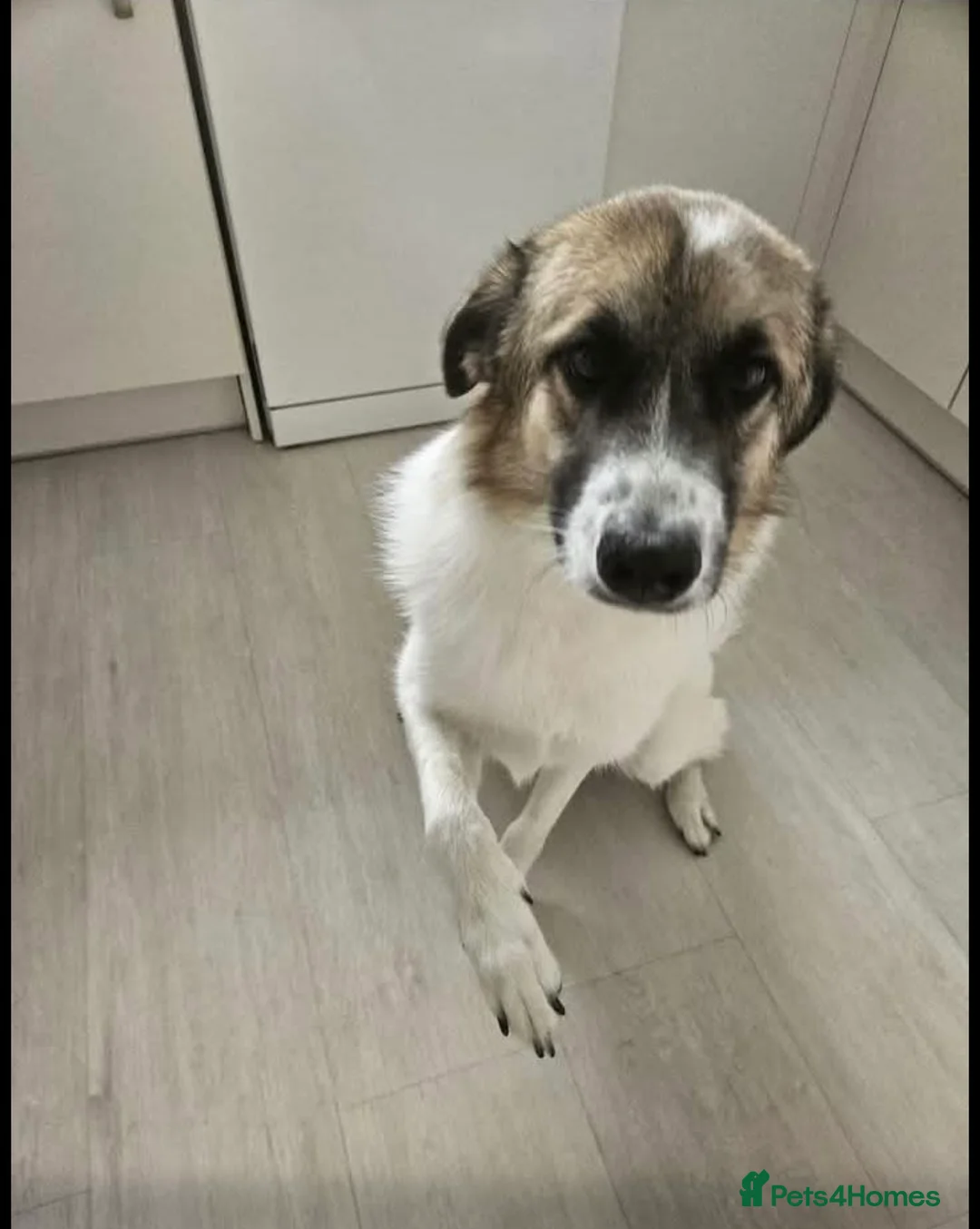 Mixed Breed dogs for sale: Adoption / Rehome - Advert 2