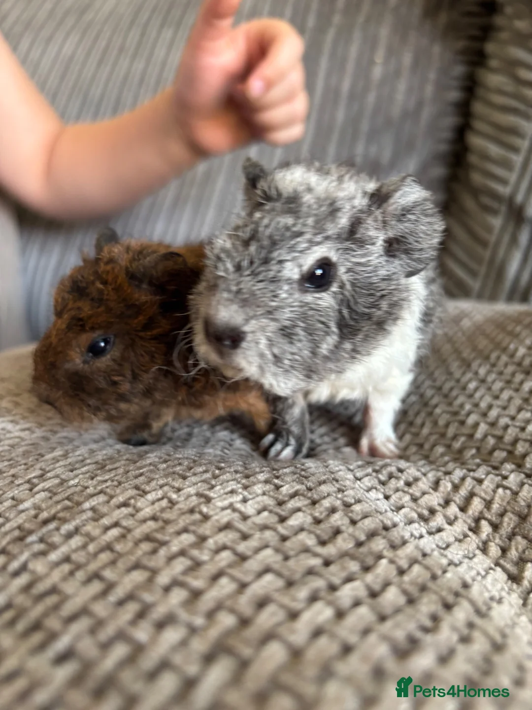 Guinea Pig rodents for sale: Baby boar pair. in Thetford - Advert 1