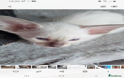 Oriental cats for sale: Full Pedigree Oriental 6 Kittens XL size ears GCCF - Image 5