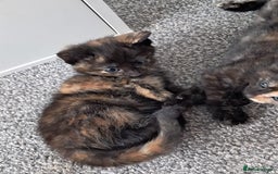 Domestic Shorthair cats for sale: Beautiful tortoise shell kittens - Image 12