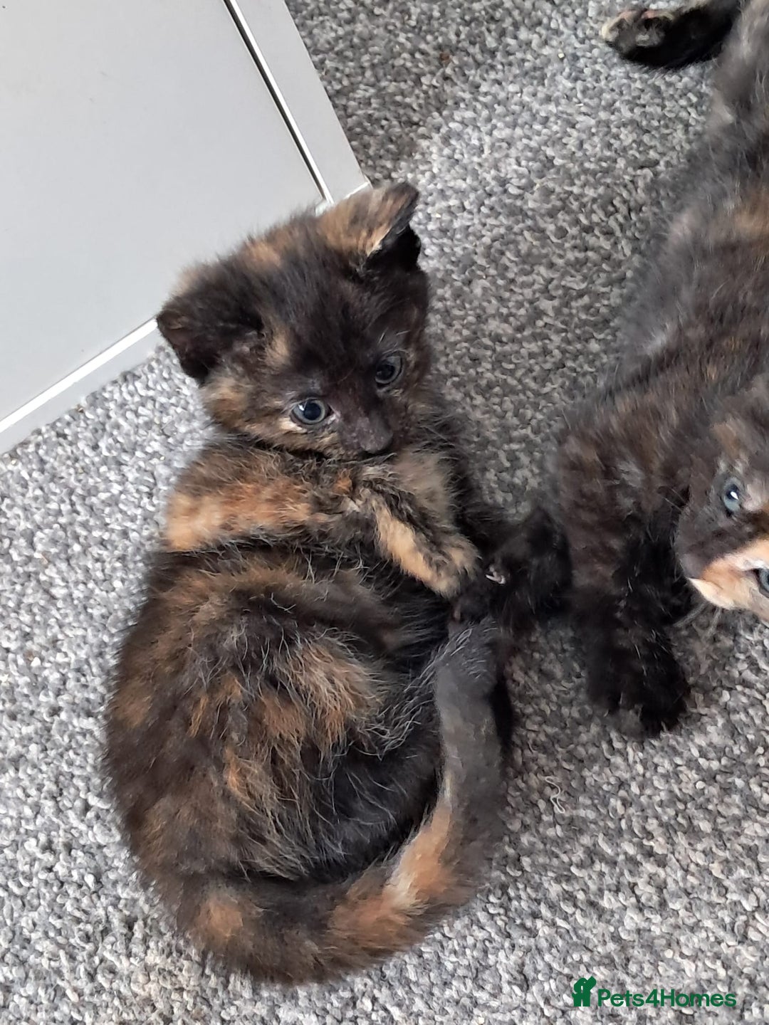 Domestic Shorthair cats for sale: Beautiful tortoise shell kittens - Image 12