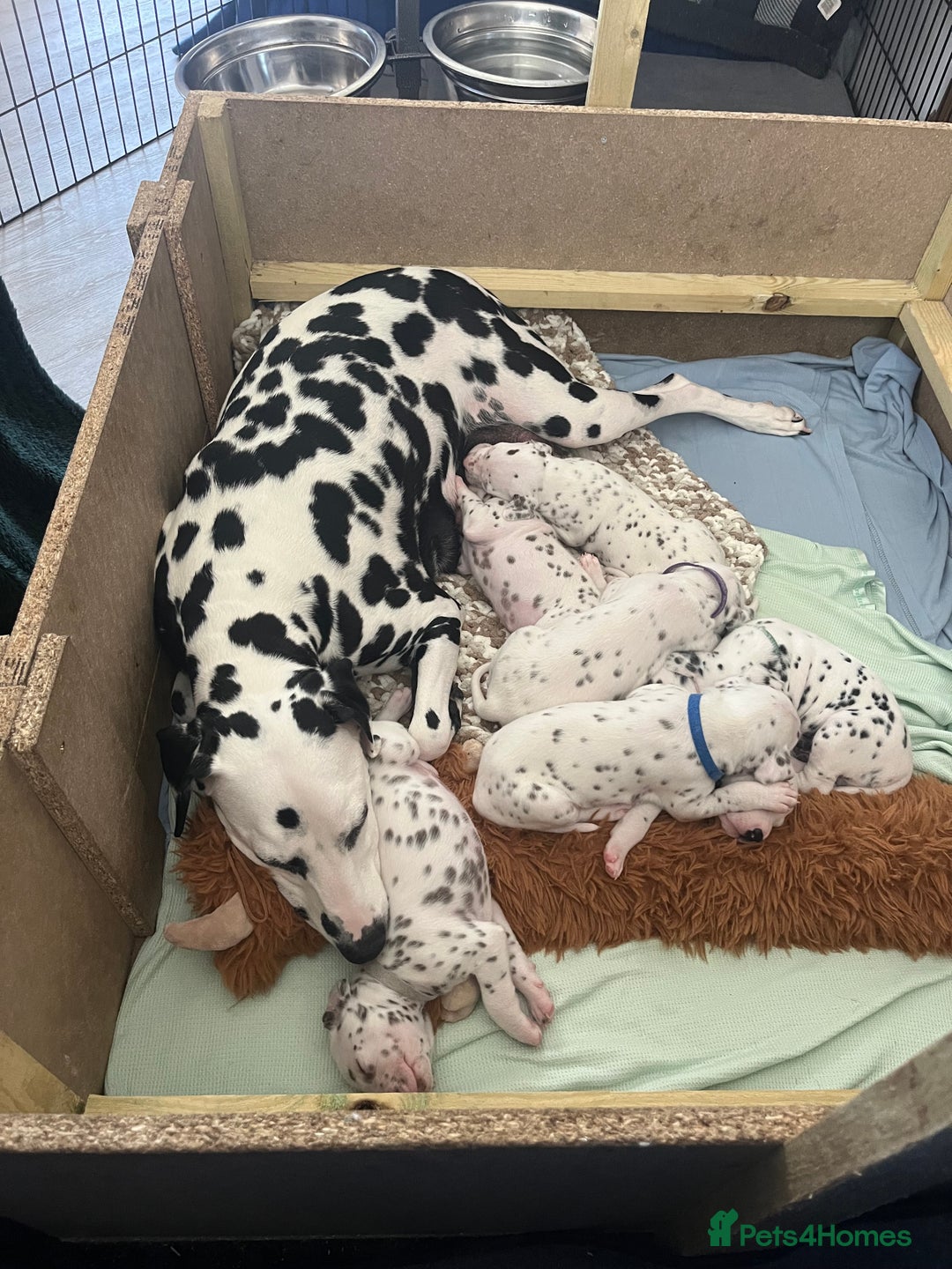 Dalmatian dogs for sale: Beautiful KC registered litter of dalmations  - Image 13