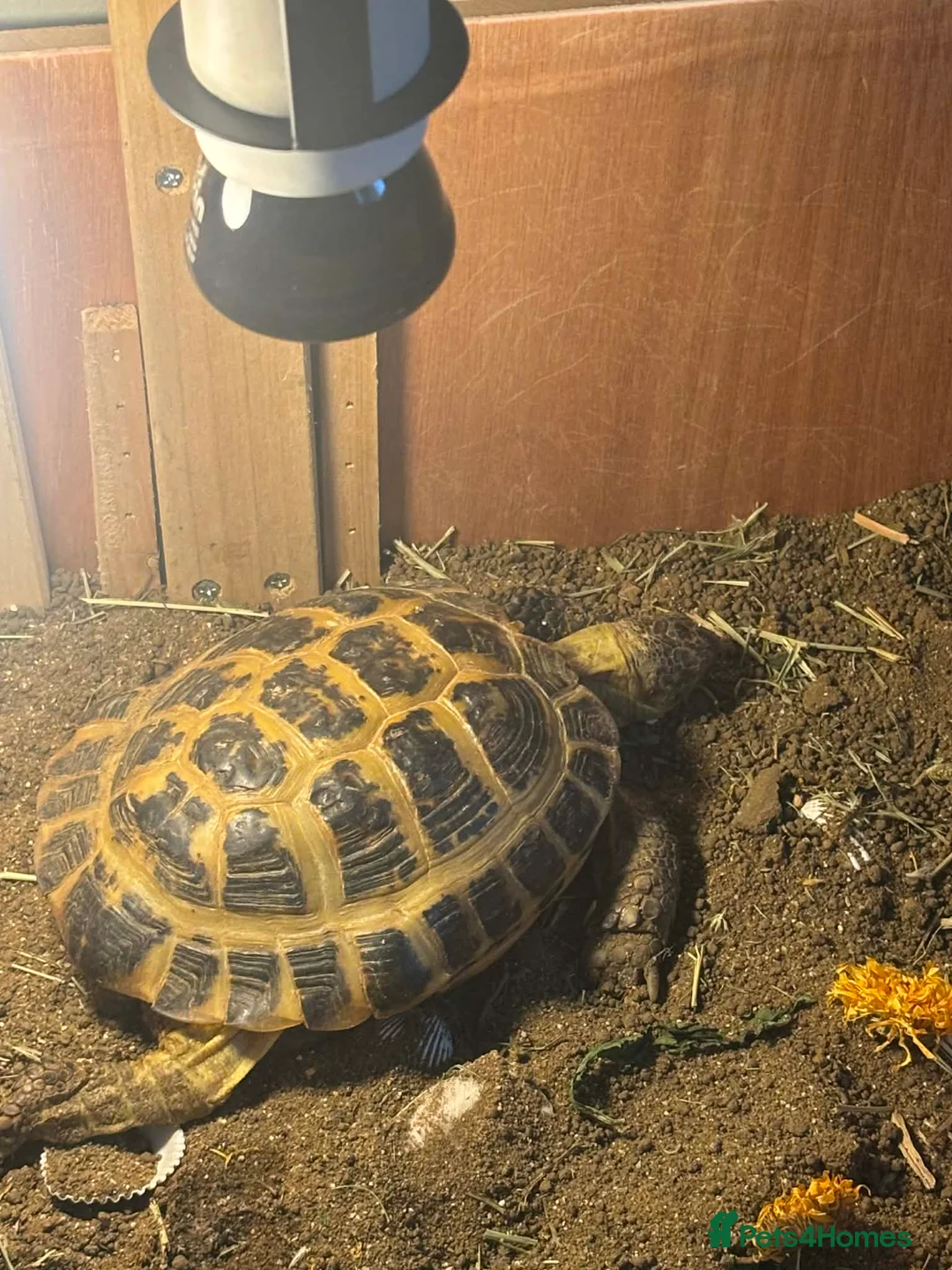 Tortoise reptiles for sale: Horsfield Tortoise  in Manchester - Advert 2