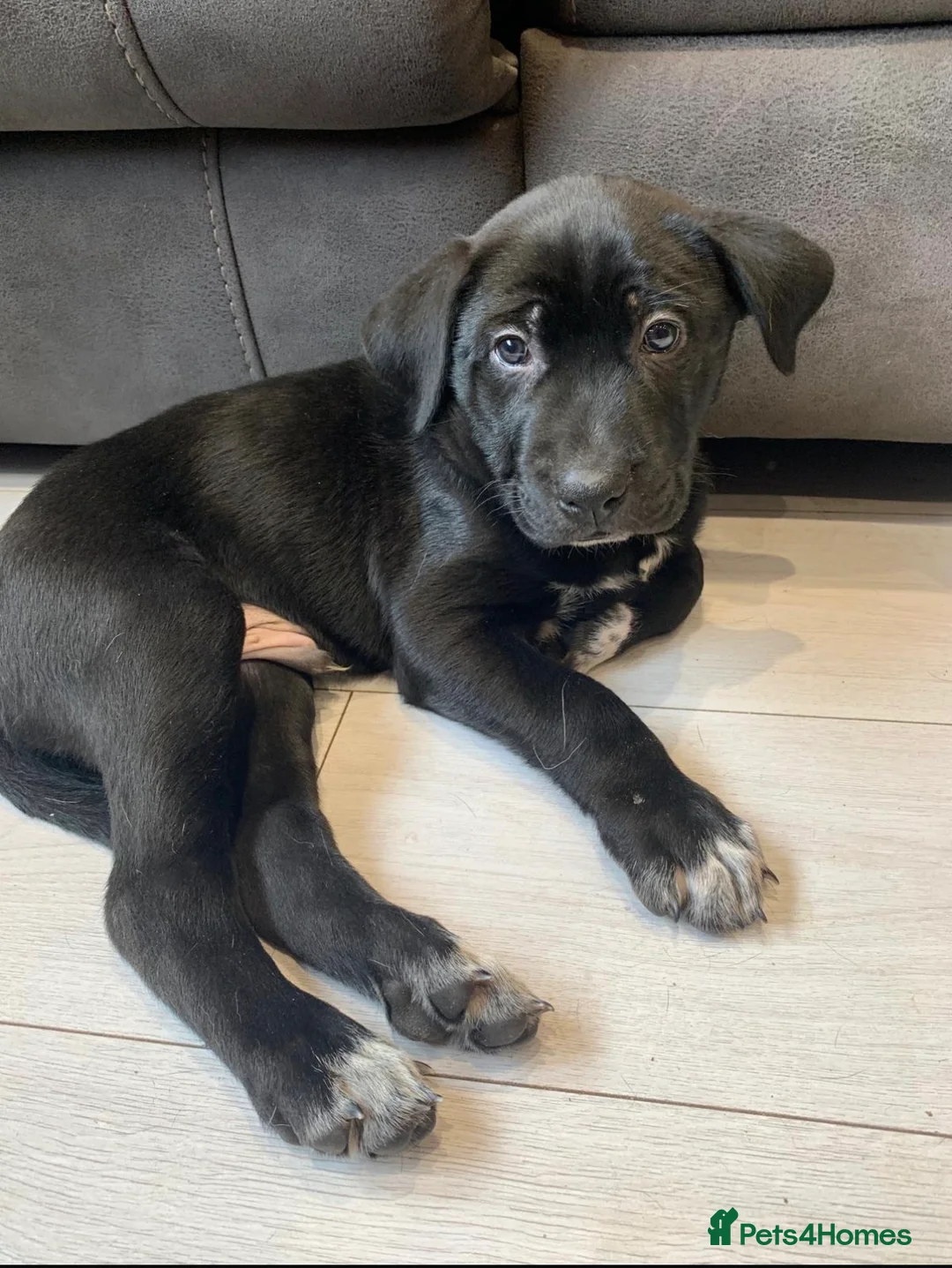 Mixed Breed dogs for sale: Adorable Belgian Mali x Cane Corso boy in Stanmore - Advert 8