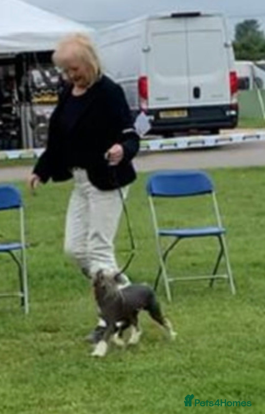 Chinese Crested dogs for stud: Chinese crested stud dog  - Advert 4