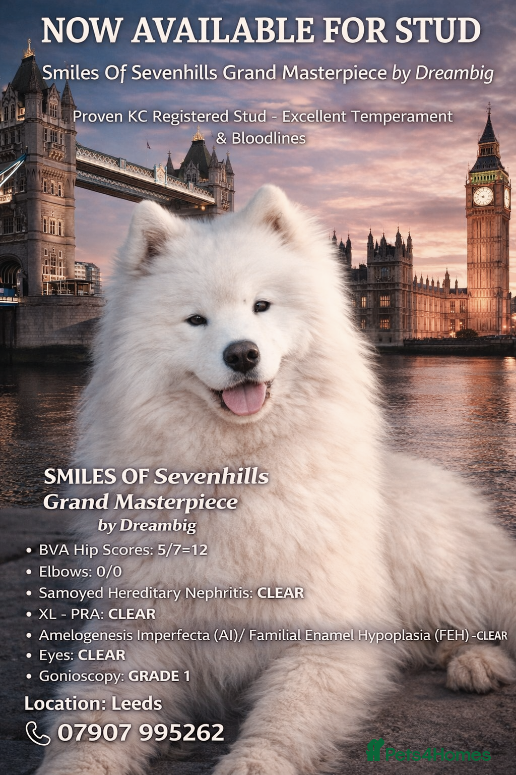 Samoyed dogs Top Quality KC Proven stud with Champion lineage  - Advert 1