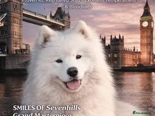 Samoyed dogs Top Quality KC Proven stud with Champion lineage - Advert 14
