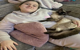 Balinese cats for sale: Male Balinese 1yr old - Image 1