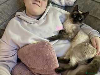 Balinese cats for sale - Advert 1