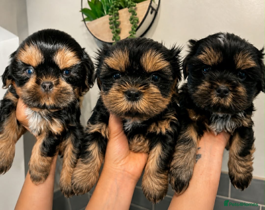 Shih Tzu dogs Stunning doby shih tzu puppies  - Advert 12