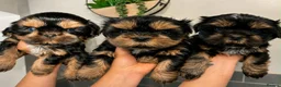 Shih Tzu dogs for sale: stunning male doby shih tzu - Advert 6