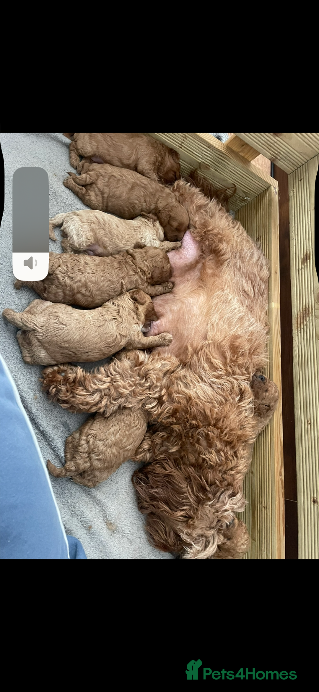 Cavapoo dogs for sale: Stunning F1B Cavapoo puppies  - Image 21