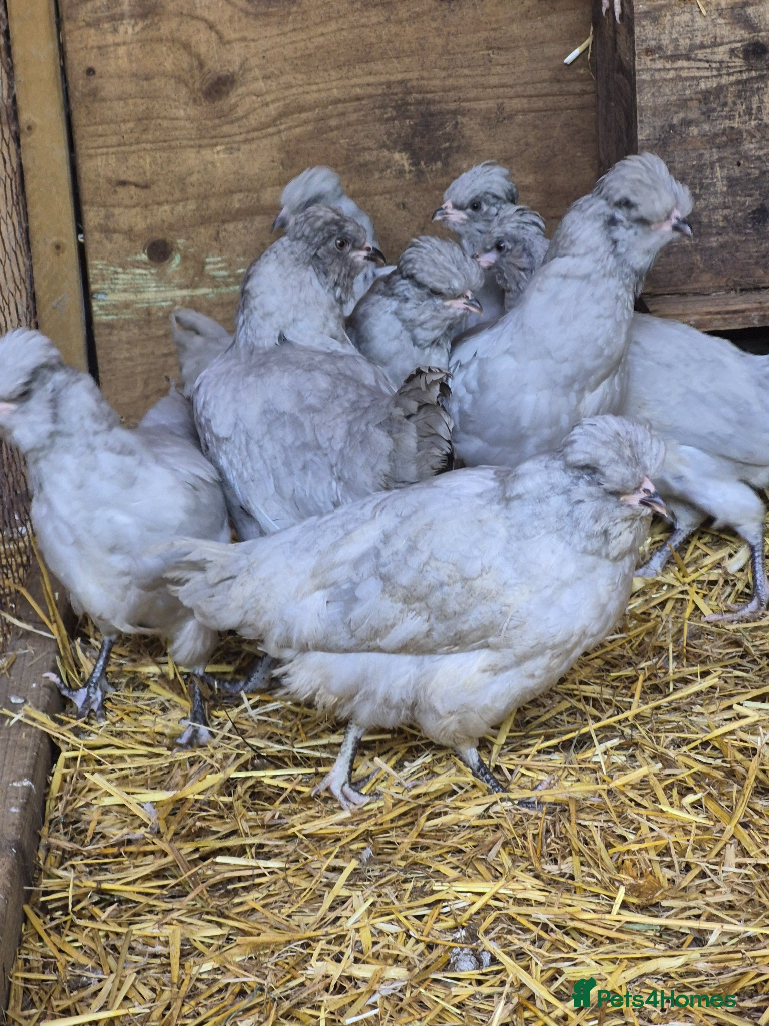 Chickens poultry Lavender Araucana's, Silkies, Coloured Egg layers - Advert 4