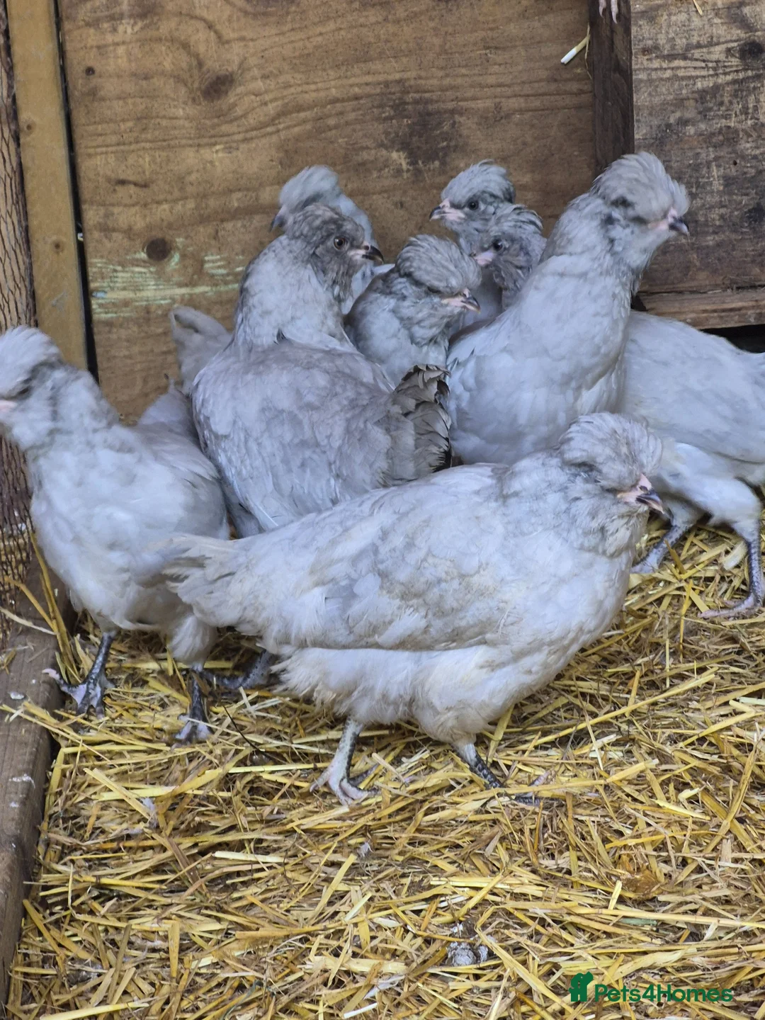 Chickens poultry for sale: Lavender Araucana's, Silkies, Coloured Egg layers - Advert 1