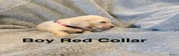 Miniature Dachshund dogs for sale: Long haired cream miniature dachshund puppies - Advert 2