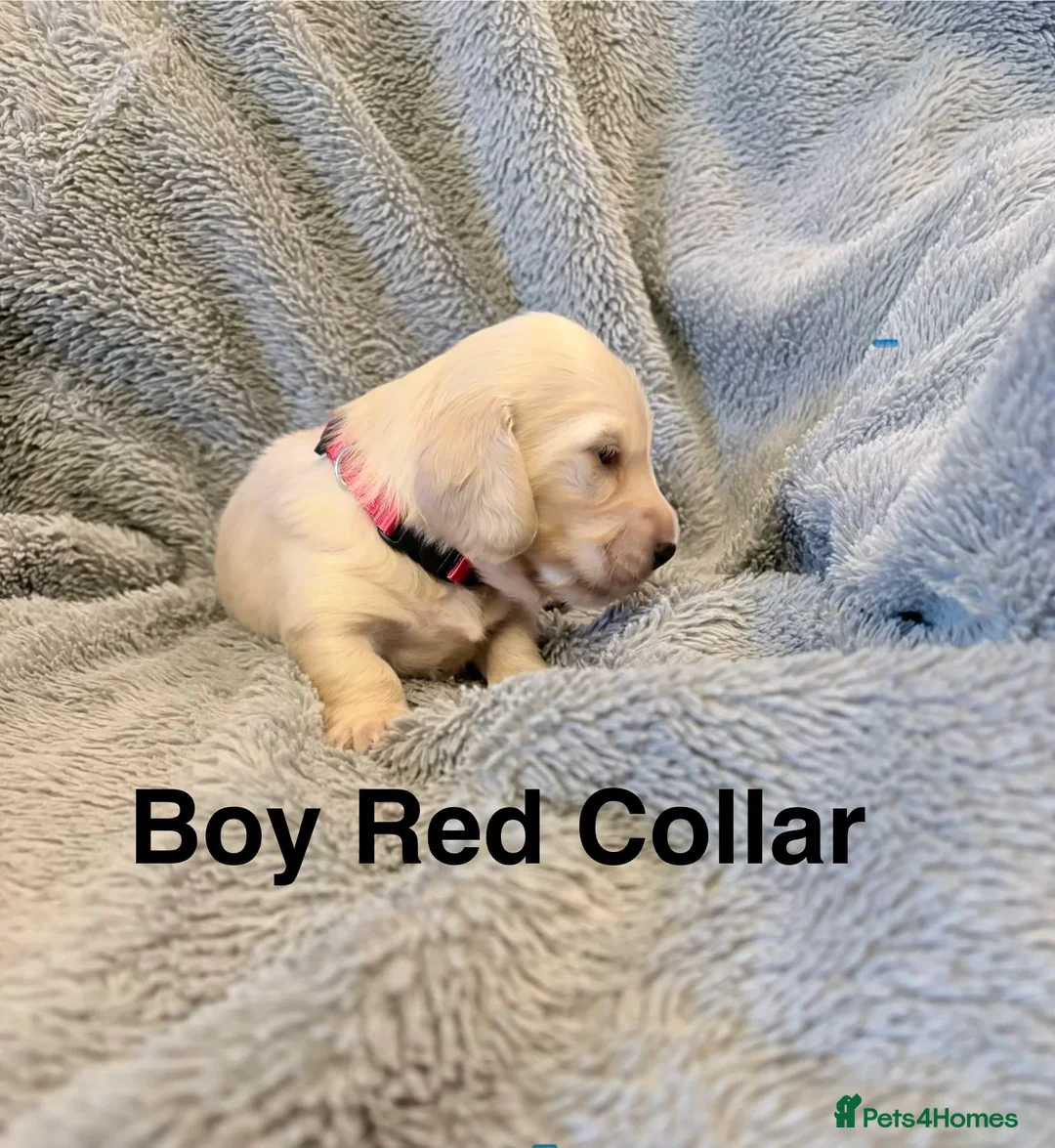 Miniature Dachshund dogs for sale: Long haired cream miniature dachshund puppies - Advert 2