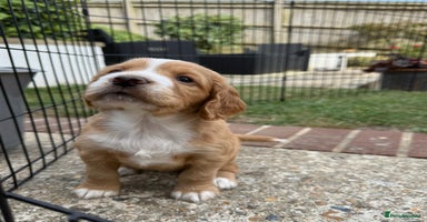 Cocker Spaniel dogs - Advert 10