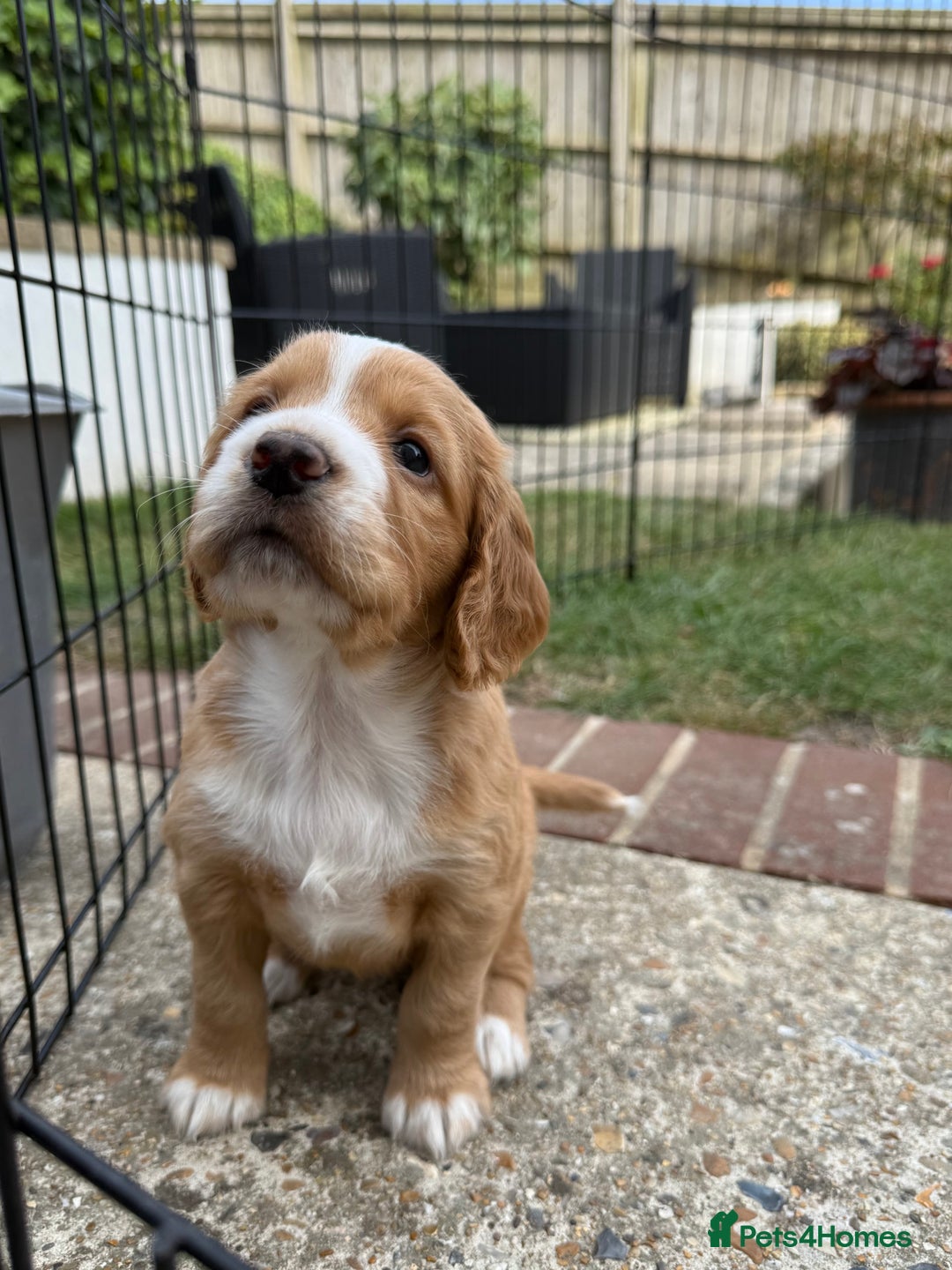 Cocker Spaniel dogs for sale: 2 pups left! Gorgeous Working Cocker Spaniels - Image 10