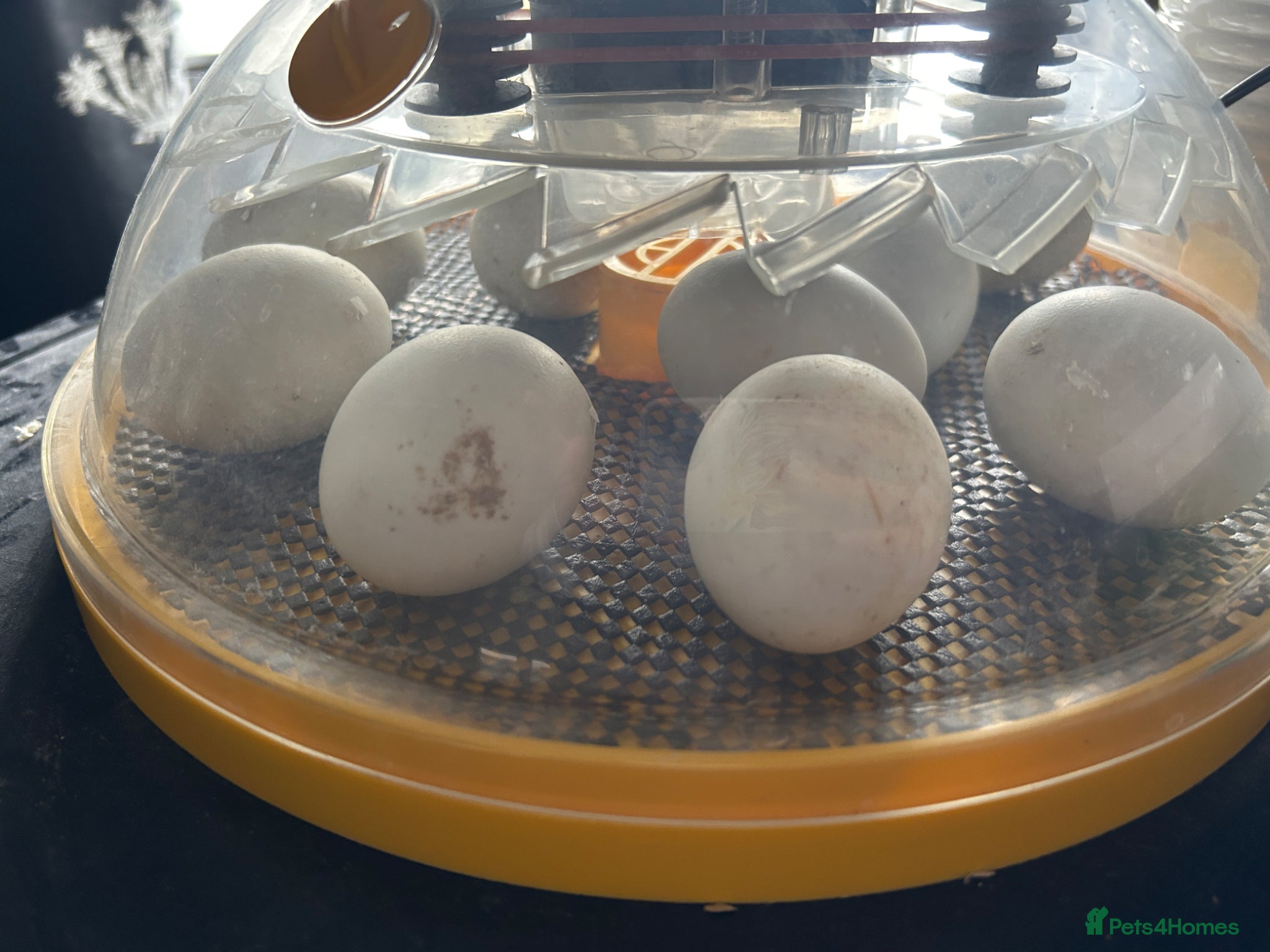 Ducks poultry Welsh Harlequin Hatching Duck Eggs - Advert 6