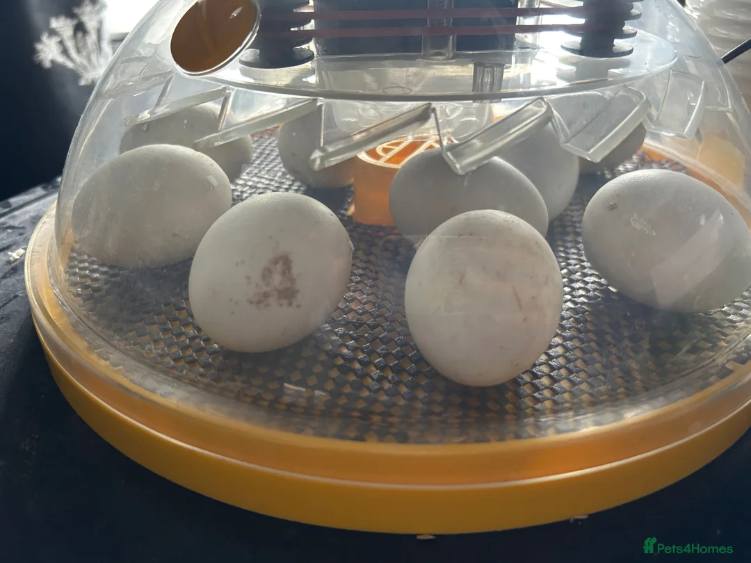 Ducks poultry for sale: Welsh Harlequin Hatching Duck Eggs - Advert 1