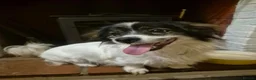 Mixed Breed dogs for adoption: Rocky - Swaffham Norfolk  in Swaffham - Advert 11