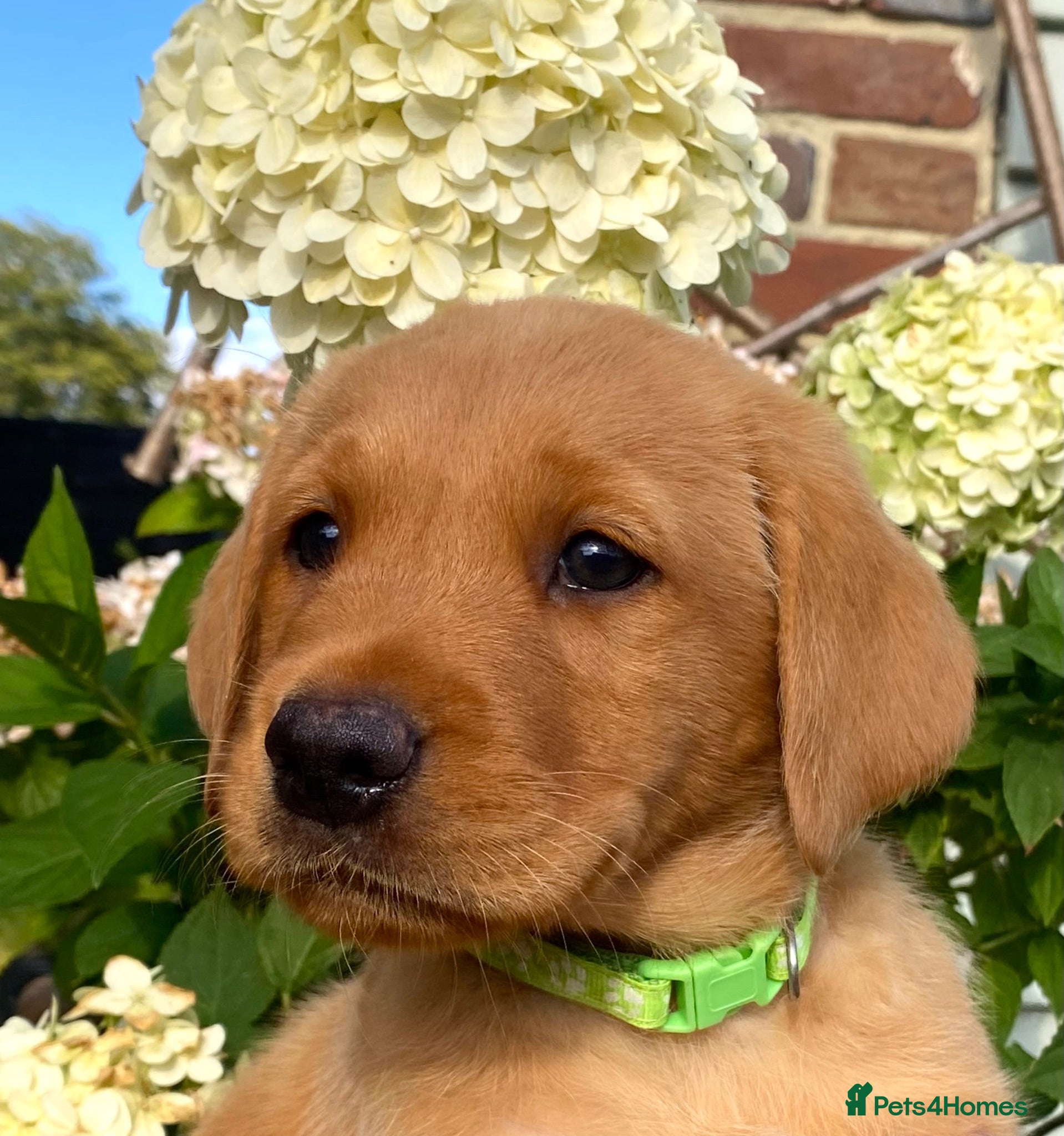 Labrador Retriever dogs READY SUNDAY Exquisite Fox Red KC Labradors  - Advert 20
