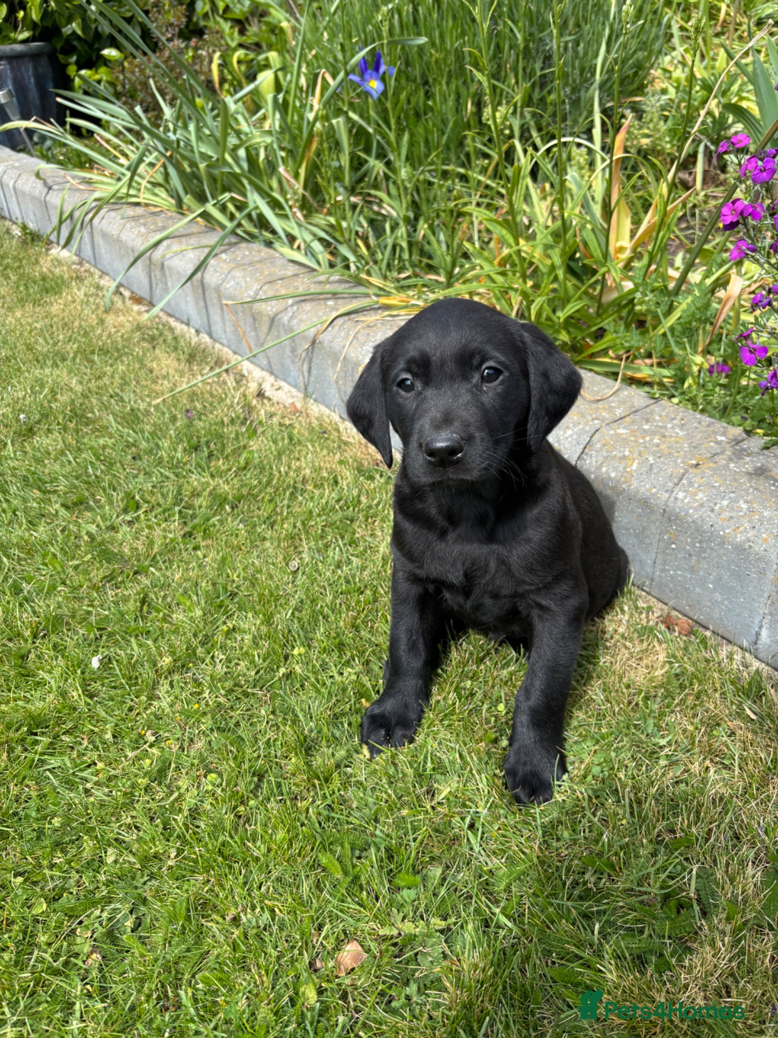 Labrador Retriever dogs QUALITY LABRADOR PUPPIES VIEWINGS AVAILABLE NOW - Advert 1